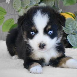 Mickey - Black & white male Australian Shepherd puppy in Ranger, Texas from Outback Mini Aussies
