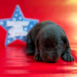 Kingfishet - Chocolate male Labrador Retriever puppy in Isle, Minnesota from Dog Ear Outfitters