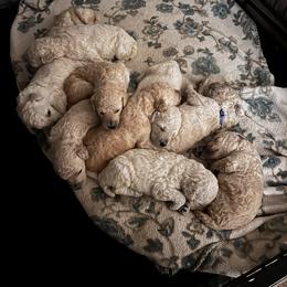Poodle Puppies from Cisco Standard Poodles