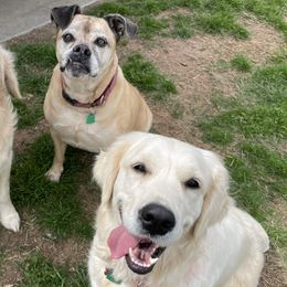 Golden Retrievers from NTX Goldens