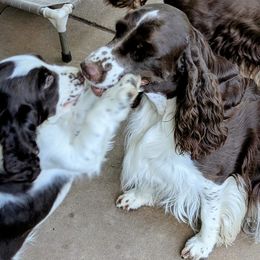 English Springer Spaniel Puppies from Shogun Spaniels