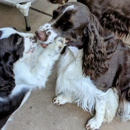 English Springer Spaniel Puppies from Shogun Spaniels