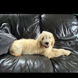 Toto - Cream male Goldendoodle puppy in Westbrook, Maine from Snowypaw Golden Retrievers