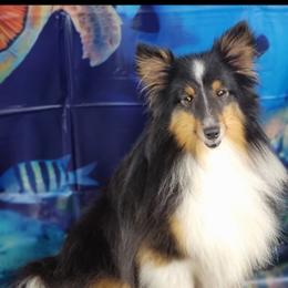 Buckeye - Shetland Sheepdog