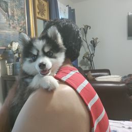 Pandy - Pomsky