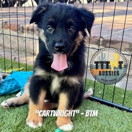 Cartwright - Black tri-color male Australian Shepherd puppy in Tucson, Arizona from TTTNT Aussies