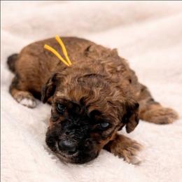 Martina - Sable female Goldendoodle puppy in Pittsburg, Texas from Grace Springs Goldendoodles