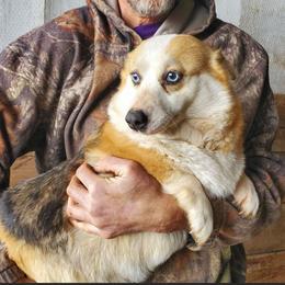 Fern - Blue female Pembroke Welsh Corgi puppy in Hillsdale, Michigan from Prairie Fen Farm