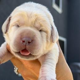 Blue - Champagne female Dilute Retriever puppy in Orangevale, California from NorCal Silver & Coal Labradors