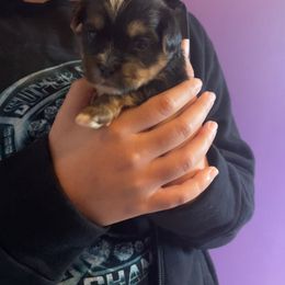 Rottweiler and Yorkshire Terrier Puppies from Superior Family Kennels