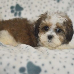 Football - Brown and white male Shichon puppy in Delta, Colorado from PTK Ranch