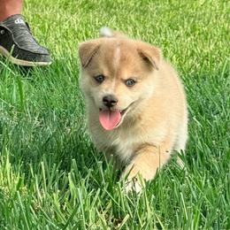 Navy - Wolf sable male Pomsky puppy in Doon, Iowa from Luxury Pomsky