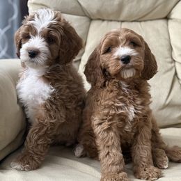 Goldendoodle Puppies from Ritzy Creek Doodles