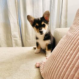Sadie - Black and tan Pembroke Welsh Corgi puppy in White, Georgia from Royal Diamond Corgis
