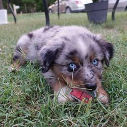 Australian Shepherds and Miniature Australian Shepherds from TTTNT Aussies