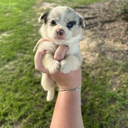 Girl 2 - Blue merle and white female American Corgi puppy in Mississippi from Copper Creek Kennels