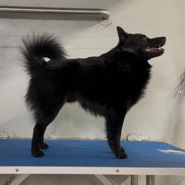 Uzi - Schipperke