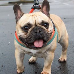 French Bulldogs from The Minifrenchise