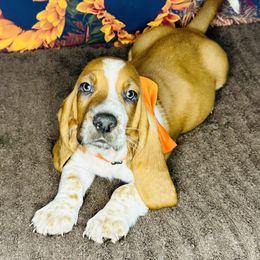 Basset Hound Puppies from S&G's Bassets
