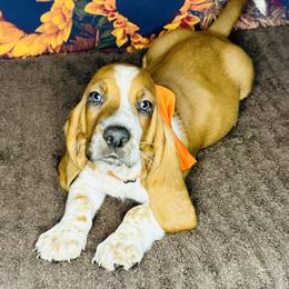 Basset Hound Puppies from S&G's Bassets