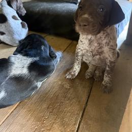 German Shorthaired Pointer Puppies from Red Hills GSPs