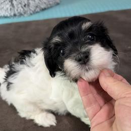 Boy 2 - Black and white male Havanese puppy in Myrtle Beach, South Carolina from Arane Havanese