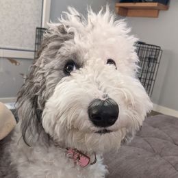 Georgie - Sheepadoodle