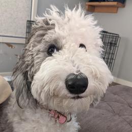 Georgie - Sheepadoodle