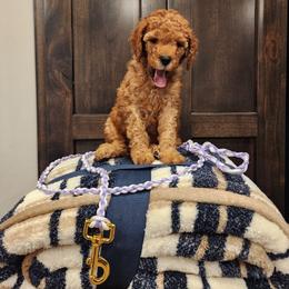 Little Boy Blue - Apricot male Poodle puppy in South Willard, Utah from Burge Family Poodles