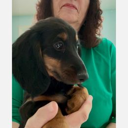 Dachshund Puppies from Sarou's Miniature Dachshunds