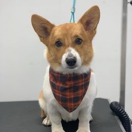 Juado  - Pembroke Welsh Corgi