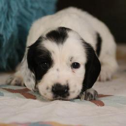 Spotty - Black and white male English Cocker Spaniel puppy in New Mexico from HighBrassGunDogs