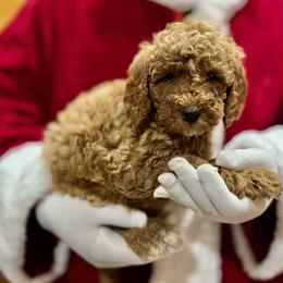 Red - Red  male Goldendoodle puppy in Tucson, Arizona from Adored Poodle & Doodles