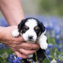 Cherry pie - Black tri female Miniature American Shepherd puppy in Groesbeck, Texas from Epic Miniature American Shepherds