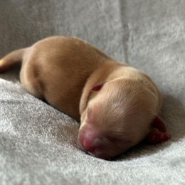 Boy 1 - Gold male Yorkshire Terrier puppy in Los Angeles, California from 818 Yorkies