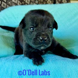 Ray - Black male Labrador Retriever puppy in Sullivan, Missouri from O’Dell Labs