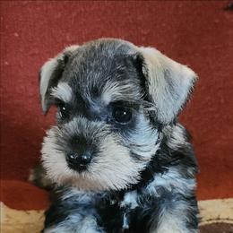 Aubrey - Salt and pepper female Miniature Schnauzer puppy in Ferndale, Washington from Blackhorse Schnauzers Washington state
