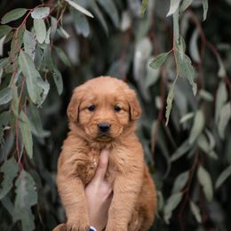 Cavalier King Charles Spaniel and Golden Retriever Puppies from Tsarevich Goldens and Cavaliers