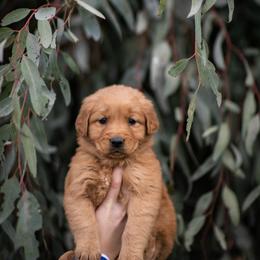 Cavalier King Charles Spaniel and Golden Retriever Puppies from Tsarevich Goldens and Cavaliers
