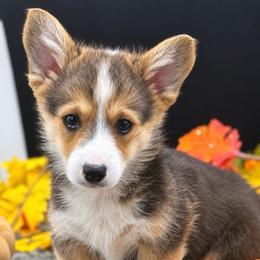 Snickers - Black and white male American Corgi puppy in Missouri from Country Legends Aussies & Corgis