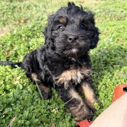 Cousin It - with training - Black and tan male Cockapoo puppy in Boonville, North Carolina from Doods & Dolls