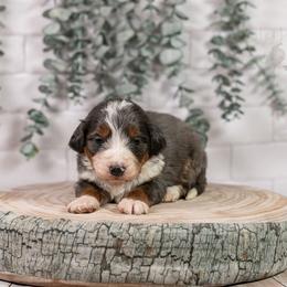 Nordic - Family Raised - Blue merle male Bernedoodle puppy in Eureka, Illinois from Joley Aire Family Dogs