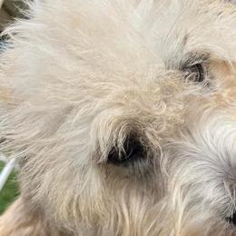 Glen of Imaal Terriers from Galore Glens