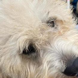 Glen of Imaal Terriers from Galore Glens