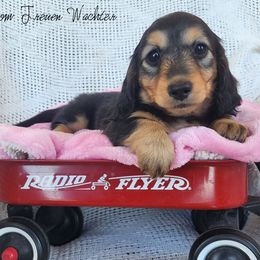 Charity - Black and tan female Dachshund puppy in Grants Pass, Oregon from vom Treuen Wachter