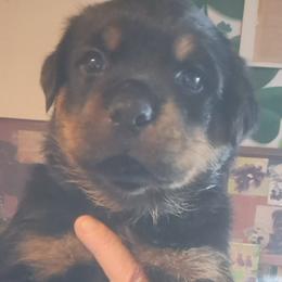 Boy 8 - Black and mahogany male Rottweiler puppy in De Witt, Iowa from Irish Eyes Kennels