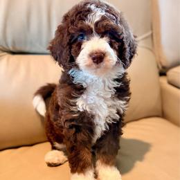 Brownie 4000 - Tri-color female Bernedoodle puppy in Royse City, Texas from Platinum Bernedoodles of Texas