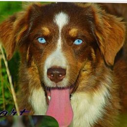 Brilee - Miniature Australian Shepherd