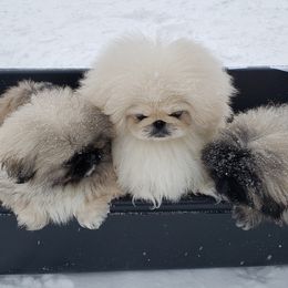 Pekingese Puppies from Tao Pekingese