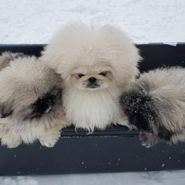 Pekingese Puppies from Tao Pekingese